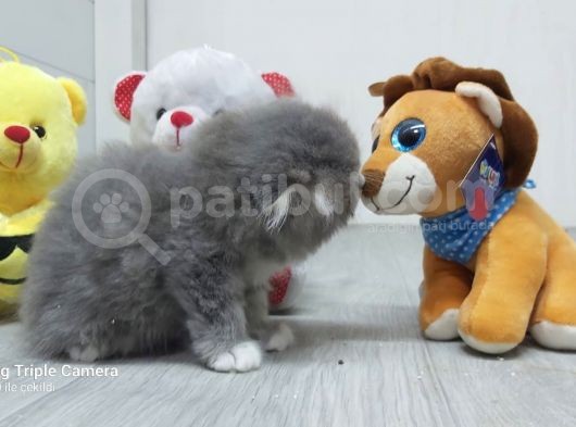 Scottish Fold Long Hair görsel