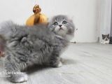 Scottish Fold Long Hair