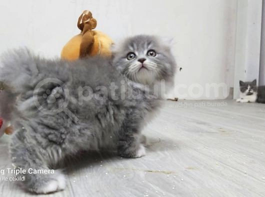 Scottish Fold Long Hair görsel