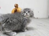 Scottish Fold Long Hair