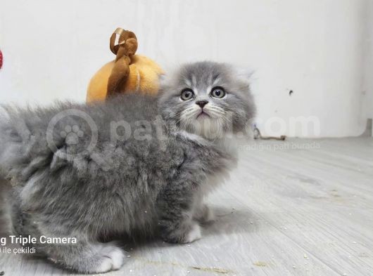 Scottish Fold Long Hair görsel