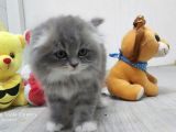Scottish Fold Long Hair