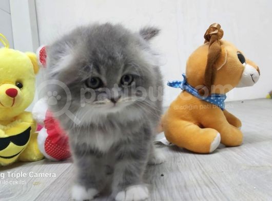 Scottish Fold Long Hair görsel