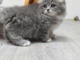 Scottish Fold Long Hair