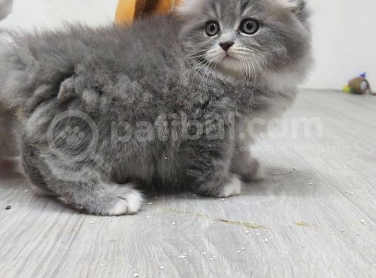 Scottish Fold Long Hair görsel