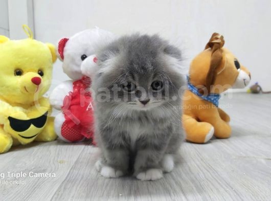 Scottish Fold Long Hair görsel