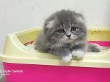 Scottish Fold Long Hair