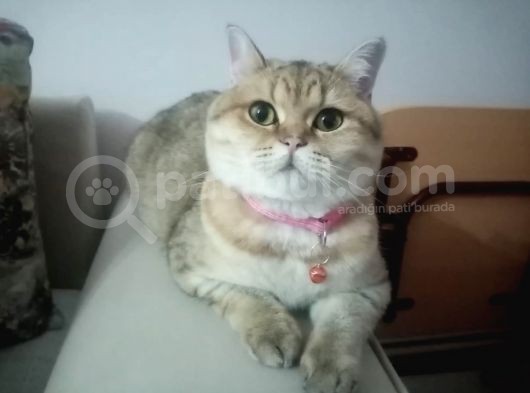 Sevimli Yavrumuz görsel