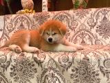 Irkının En İyi Temsilcilerinden Akita Yavrumuz- Hachiko