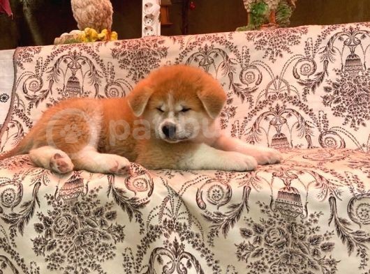 Irkının En İyi Temsilcilerinden Akita Yavrumuz- Hachiko görsel