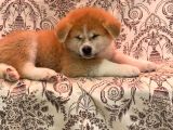 Irkının En İyi Temsilcilerinden Akita Yavrumuz- Hachiko
