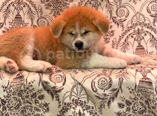 Irkının En İyi Temsilcilerinden Akita Yavrumuz- Hachiko görsel