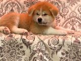 Irkının En İyi Temsilcilerinden Akita Yavrumuz- Hachiko