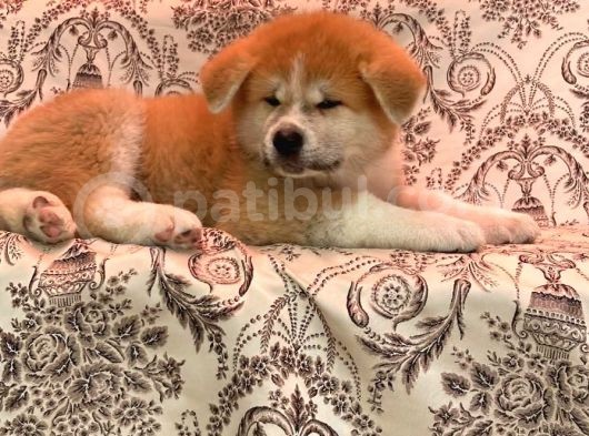Irkının En İyi Temsilcilerinden Akita Yavrumuz- Hachiko