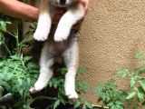 Irkının En İyi Temsilcilerinden Akita Yavrumuz- Hachiko
