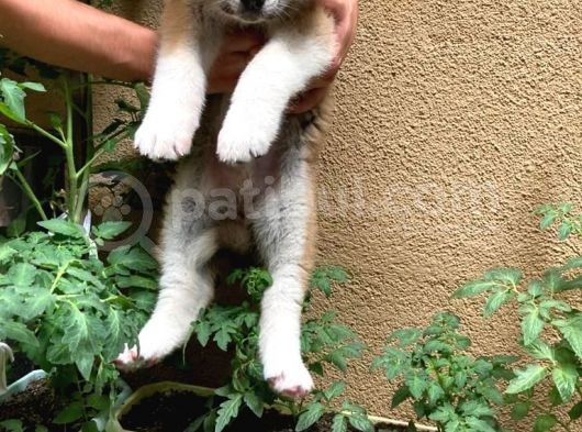 Irkının En İyi Temsilcilerinden Akita Yavrumuz- Hachiko görsel