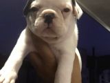 Tosuncuk Gibi French Bulldog Yavruları