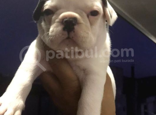 Tosuncuk Gibi French Bulldog Yavruları görsel