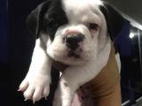 Tosuncuk Gibi French Bulldog Yavruları