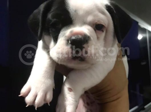 Tosuncuk Gibi French Bulldog Yavruları
