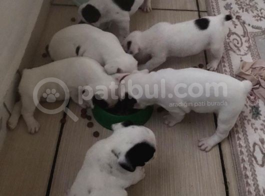 Tosuncuk Gibi French Bulldog Yavruları görsel