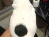 Tosuncuk Gibi French Bulldog Yavruları