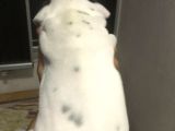 Tosuncuk Gibi French Bulldog Yavruları