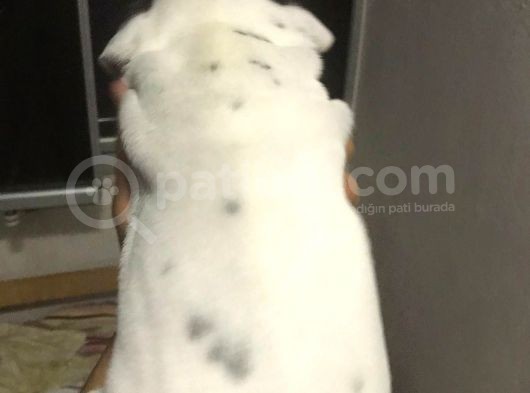 Tosuncuk Gibi French Bulldog Yavruları görsel