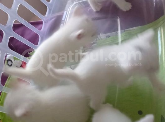 Kendi Kedimin Yavruları görsel