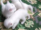 Kendi Kedimin Yavruları