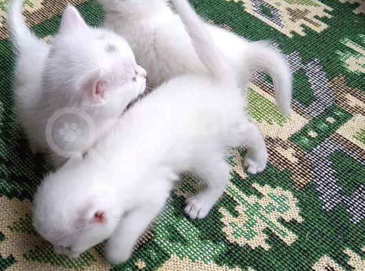 Kendi Kedimin Yavruları görsel