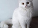 Kendi Kedimin Yavruları