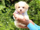 Yavru Maltese Terrier