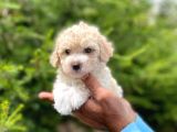 Tatli Maltese Terri̇er