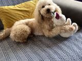 1 Buçuk Yaşındaki Toy Poddle Köpeğime Yeni Yuva Arıyorum
