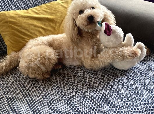 1 Buçuk Yaşındaki Toy Poddle Köpeğime Yeni Yuva Arıyorum görsel