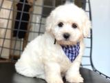Yakışıklı Maltese Terrier