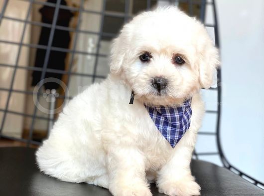 Yakışıklı Maltese Terrier