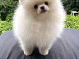 Teddy Bear Garantili Pomeranian White