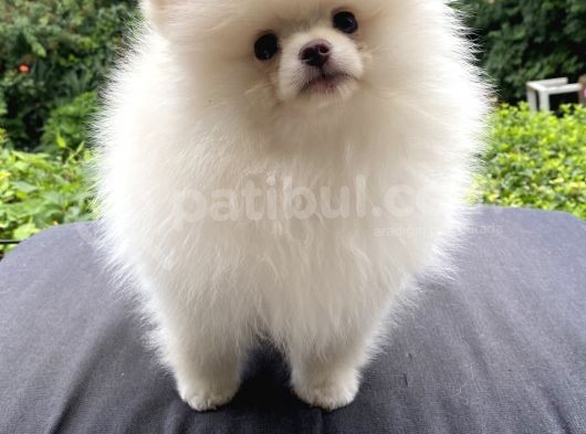 Teddy Bear Garantili Pomeranian White görsel
