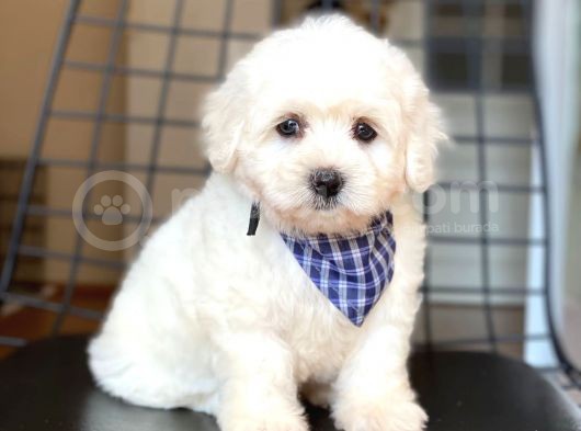 Yakışıklı Maltese Terrier görsel