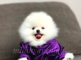 Orijinal Teddy Face Pomeranian Boo Yavrularımız