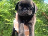 Sevimli Dişi Pug Yavrumuz