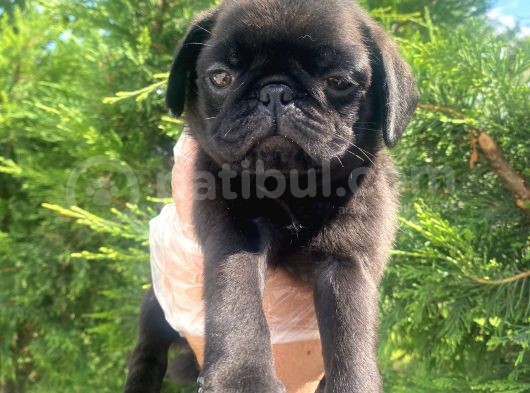 Sevimli Dişi Pug Yavrumuz