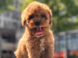 Minicik Toy Poodle Yavru