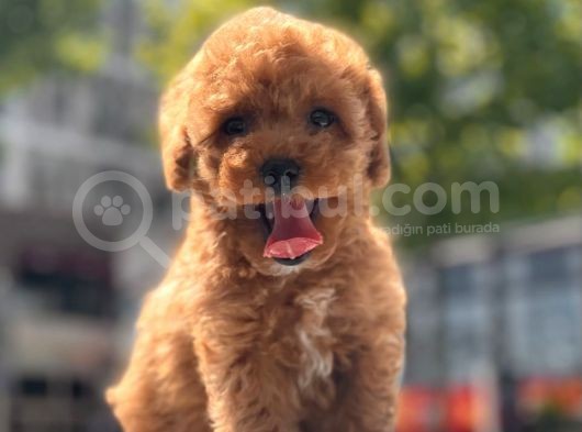 Minicik Toy Poodle Yavru görsel