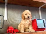 2 Aylık Toy Poodle Bebeğimiz