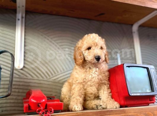 2 Aylık Toy Poodle Bebeğimiz