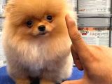 Mükemmel Kalite Pomeranian Boo