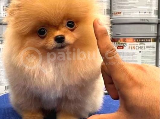Mükemmel Kalite Pomeranian Boo görsel